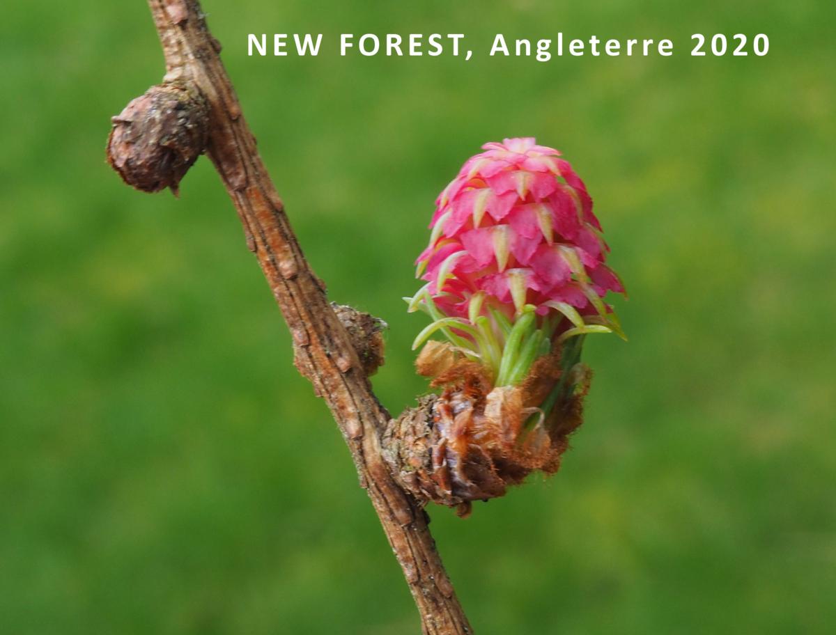 Larch, European flower